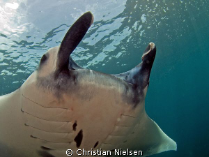Manta close-up
Another great Manta encounter. Hope that ... by Christian Nielsen 